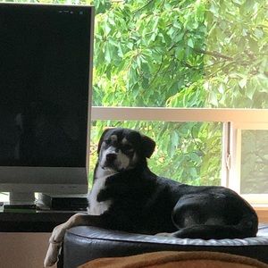 Meet your Posher, Desmond